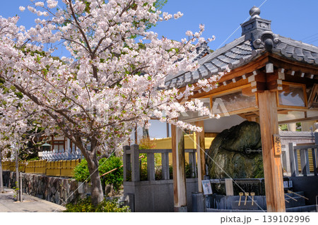 桜満開の神戸・須磨寺の弘法岩 139102996