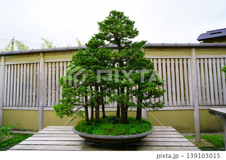 9561 盆栽 蝦夷松 BONSAI 9561 盆栽 蝦夷松 BONSAI 139103015