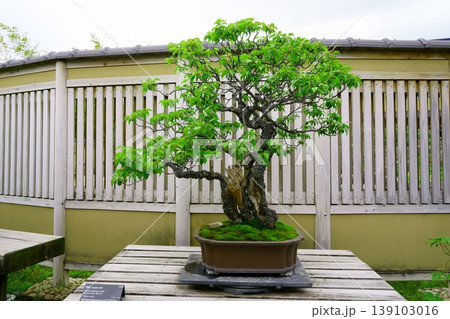 9562　盆栽　野梅　BONSAI 139103016