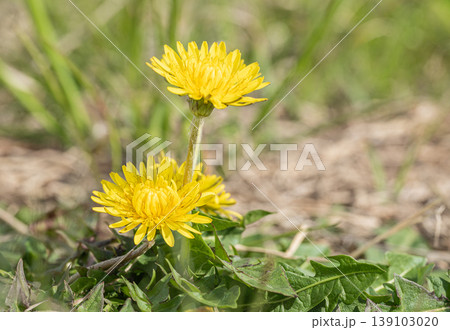 タンポポ 春の野原に咲く黄色い草花 タンポポ 春の野原に咲く黄色い草花 139103020