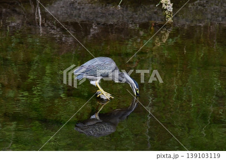 捕食する水辺のササゴイ 139103119