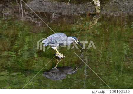 捕食する水辺のササゴイ 139103120