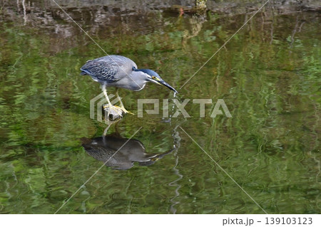 捕食する水辺のササゴイ 捕食する水辺のササゴイ 139103123