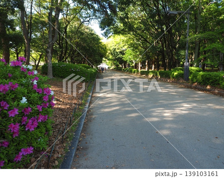 初夏の訪れを告げるツツジの花、大阪城公園の爽やかな散歩道 139103161