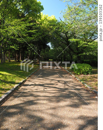 新緑のトンネルと木漏れ日が美しい、大阪城公園の穏やかな遊歩道 139103162