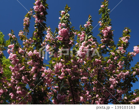 鮮やかなピンクの八重桜と青空、爽やかな春の季節イメージ 鮮やかなピンクの八重桜と青空、爽やかな春の季節イメージ 139103163