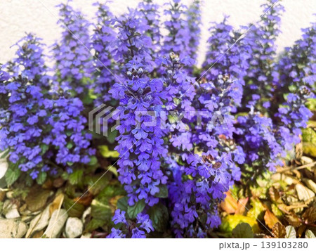 満開のセイヨウジュウニヒトエの紫の花201 満開のセイヨウジュウニヒトエの紫の花201 139103280