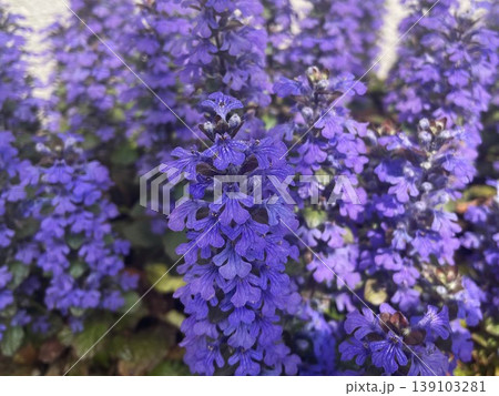 満開のセイヨウジュウニヒトエの紫の花202 満開のセイヨウジュウニヒトエの紫の花202 139103281