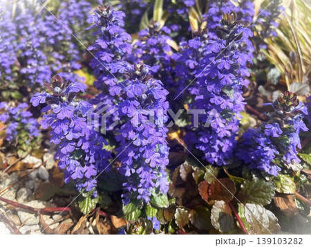 満開のセイヨウジュウニヒトエの紫の花203 139103282