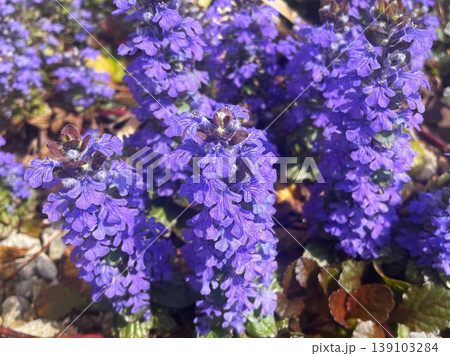 満開のセイヨウジュウニヒトエの紫の花205 満開のセイヨウジュウニヒトエの紫の花205 139103284