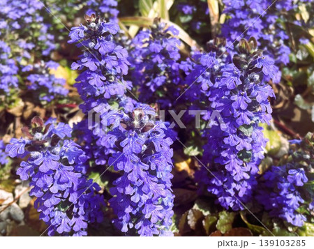 満開のセイヨウジュウニヒトエの紫の花206 満開のセイヨウジュウニヒトエの紫の花206 139103285
