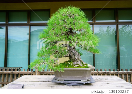 9564　盆栽　黒松　BONSAI 139103287