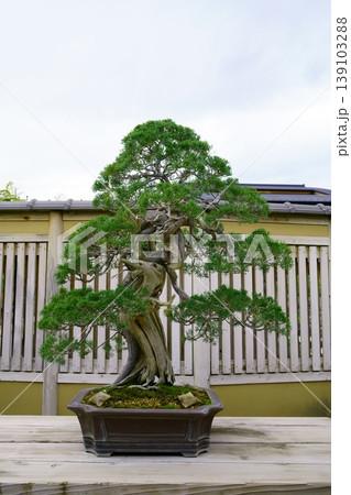 9565　盆栽　真柏　BONSAI 139103288