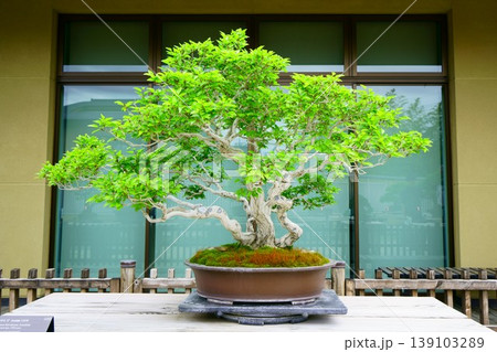 9566 盆栽 いわしで BONSAI 9566 盆栽 いわしで BONSAI 139103289