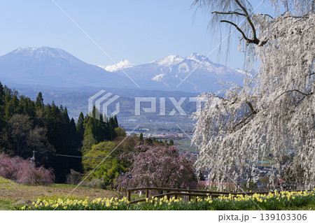 水中のしだれ桜と残雪の山々 水中のしだれ桜と残雪の山々 139103306