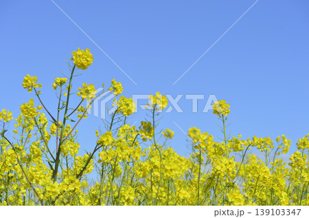 青空の元で見た菜の花 139103347