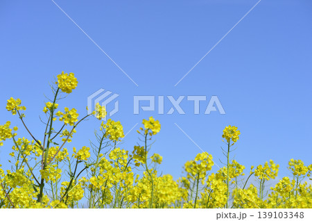 青空の元で見た菜の花 青空の元で見た菜の花 139103348