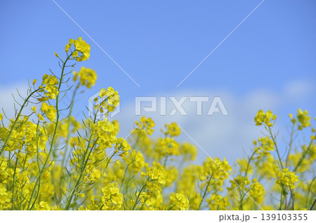 青空の元で見た菜の花 青空の元で見た菜の花 139103355