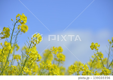 青空の元で見た菜の花 青空の元で見た菜の花 139103356