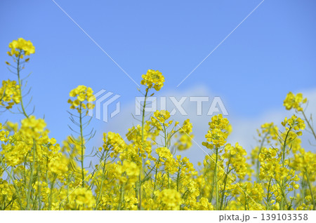 青空の元で見た菜の花 139103358