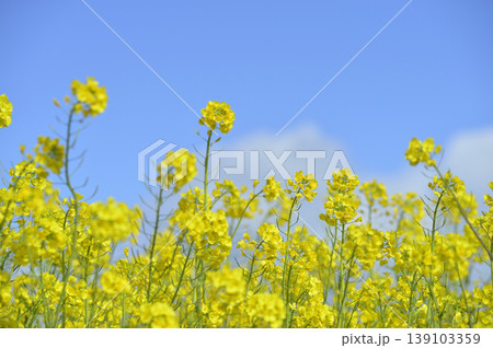 青空の元で見た菜の花 青空の元で見た菜の花 139103359