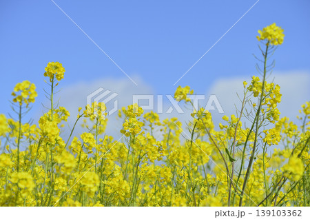 青空の元で見た菜の花 139103362