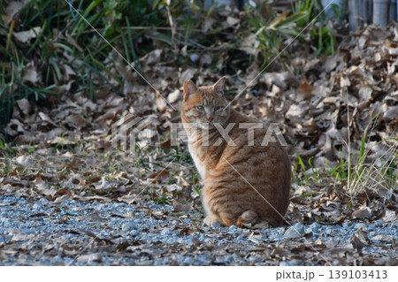 野良猫 野良猫 139103413
