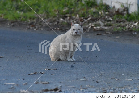 野良猫 野良猫 139103414