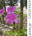 道端に咲くピンクの花 139103429