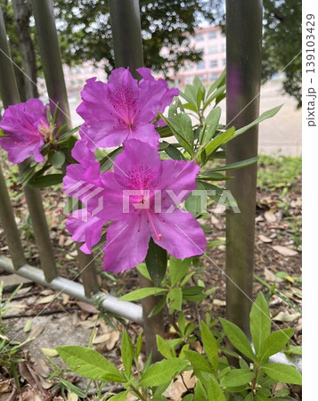 道端に咲くピンクの花 139103429