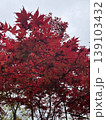 真っ赤な紅葉 139103432