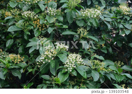 Flower (Tarenna wallichii) in the garden 139103548