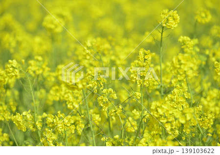いつか見た菜の花畑 いつか見た菜の花畑 139103622