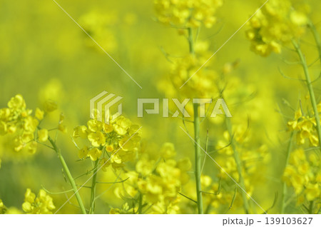 いつか見た菜の花畑 いつか見た菜の花畑 139103627