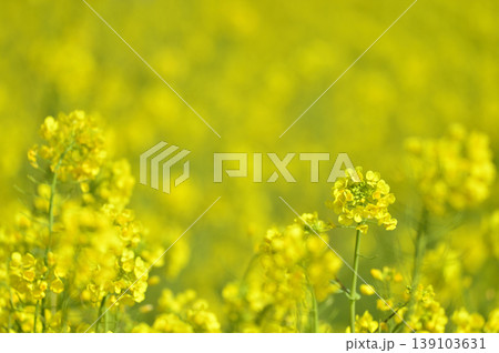 いつか見た菜の花畑 139103631
