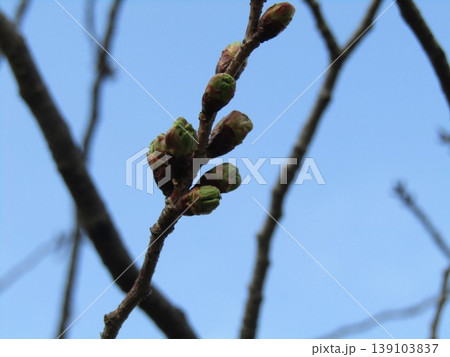 未だ蕾のこじま花の会花畑桜並木の桜 未だ蕾のこじま花の会花畑桜並木の桜 139103837