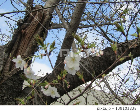 咲き始めこじま花の会花畑桜並木の桜 139103838