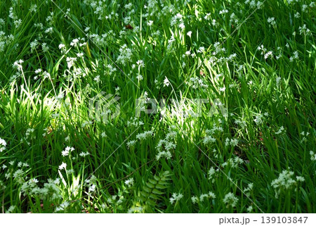 群生するミツカドネギの花 139103847