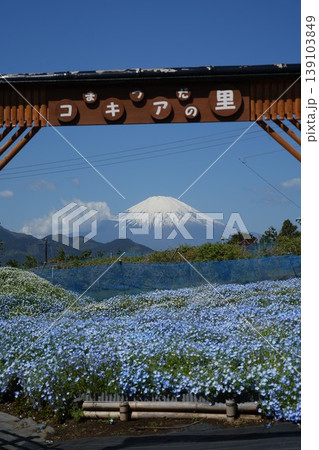 コキアの里のネモフィラと富士山 コキアの里のネモフィラと富士山 139103849