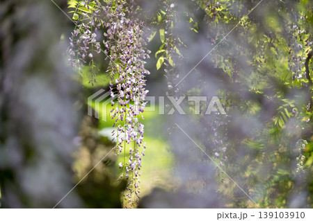 古代の森に咲き乱れる春の花藤の絶景 古代の森に咲き乱れる春の花藤の絶景 139103910