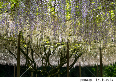 古代の森に咲き乱れる春の花藤の絶景 古代の森に咲き乱れる春の花藤の絶景 139103913