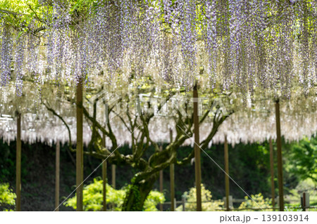 古代の森に咲き乱れる春の花藤の絶景 古代の森に咲き乱れる春の花藤の絶景 139103914