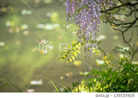 古代の森に咲き乱れる春の花藤の絶景 古代の森に咲き乱れる春の花藤の絶景 139103920