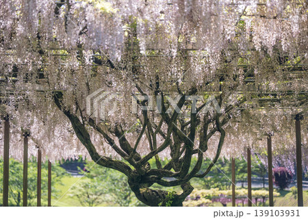 古代の森に咲き乱れる春の花藤の絶景 古代の森に咲き乱れる春の花藤の絶景 139103931