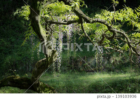 古代の森に咲き乱れる春の花藤の絶景 139103936