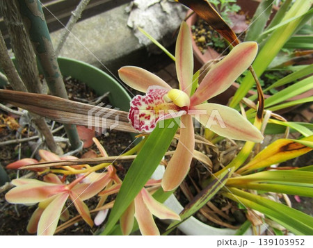 シンビジュームの大きめな桃色の花 シンビジュームの大きめな桃色の花 139103952