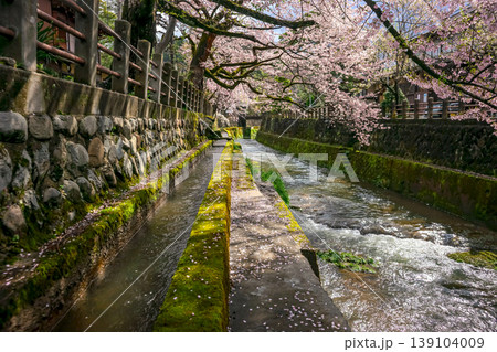 260411江名子川桜z011 260411江名子川桜z011 139104009