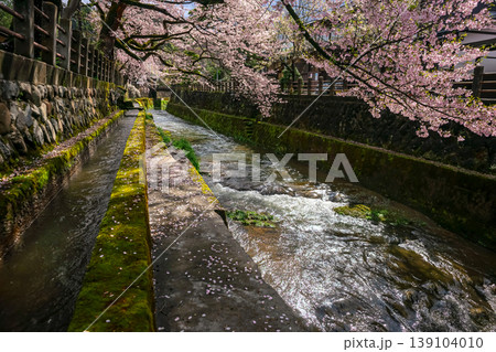 260411江名子川桜z013 139104010