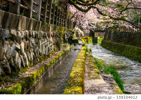 260411江名子川桜z016 139104012