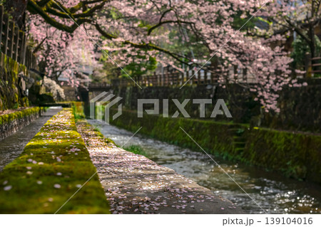 260411江名子川桜z024 260411江名子川桜z024 139104016